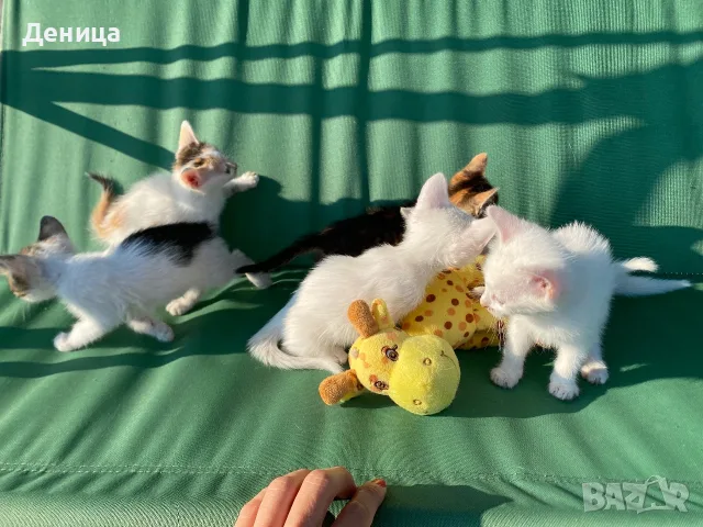 Подарявам котенца, снимка 3 - Други - 55609523