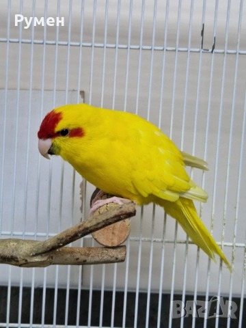 Чифт какарики, снимка 3 - Папагали - 54344774