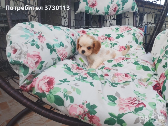 Продава Кинг Чарлз Кавалер, снимка 9 - Кавалер кинг чарлз шпаньол - 54413603