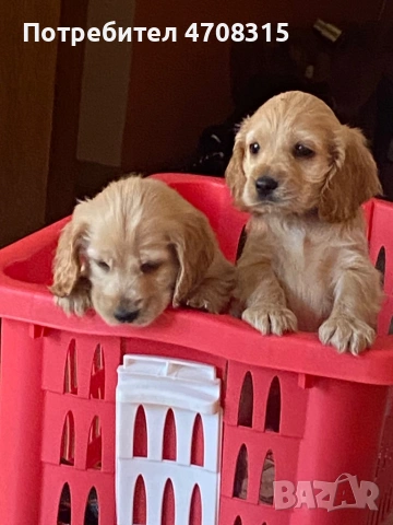 Кокер шпаньол момче  карамел ваксина, снимка 3 - Кокер шпаньол - 54275011