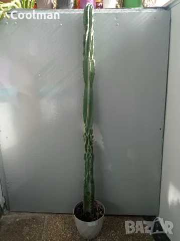 Голям кактус Cereus