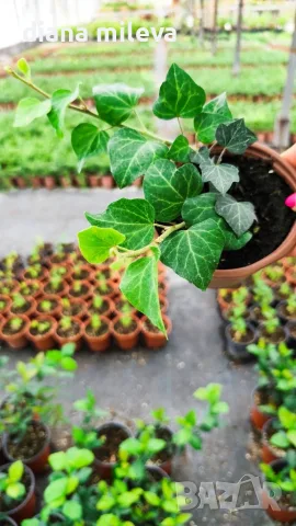 Обикновен бръшлян (hedera helix), студоустойчив, снимка 9 - Градински цветя и растения - 48092539