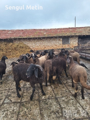 Плевенски черноглави агнета , снимка 9 - Овце - 54703486