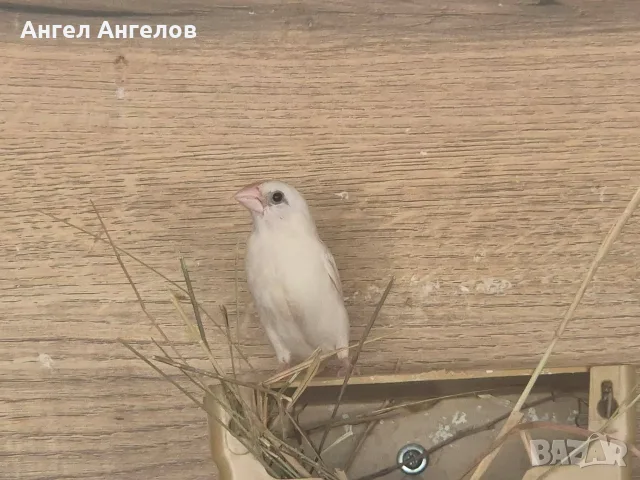 японски амадини , снимка 5 - Амадини - 55666916