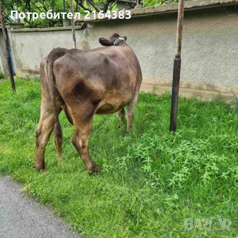 Продава се крава/бременна в 9 мес/, снимка 3 - Крави - 54782199