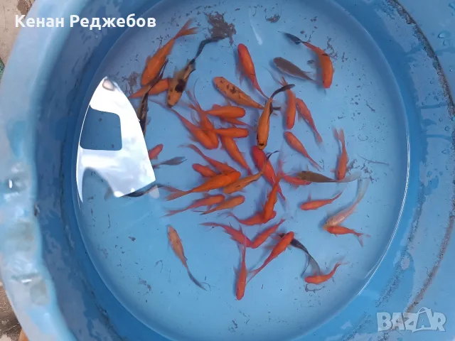 Продавам езерни рибки , снимка 12 - Рибки - 55351563