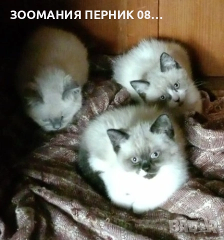 Котета Британска късокосместа , снимка 5 - Други - 51804431