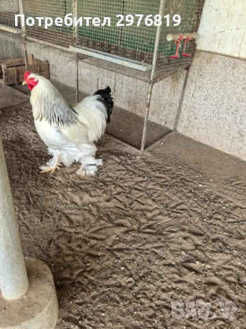 Кокошки брама