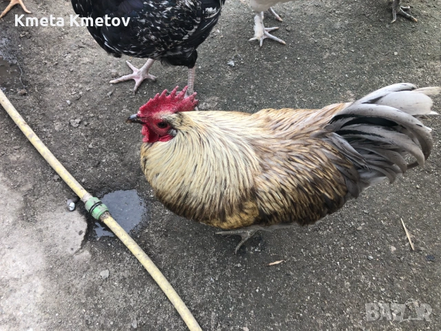 Домашни Петли, Кокошки, 8-18 месеца ., снимка 3 - Кокошки и пуйки - 53897169