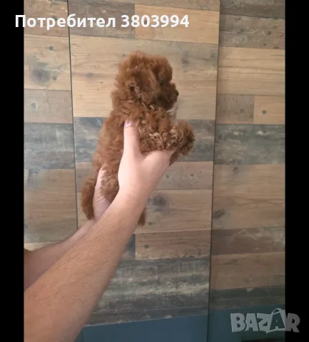 Много дребни червени Той пудели. , снимка 7 - Пудели - 55610329