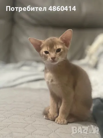 Абисинско котенце 