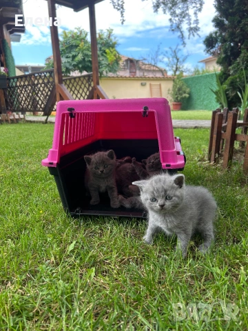 Британски котенца, снимка 6 - Британска късокосместа - 55064709