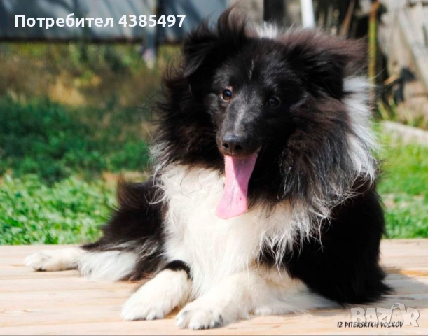 Момче Шелти мини колли, снимка 5 - Коли - 54778702