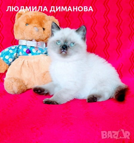Шотландски мъжки със сини очи. , снимка 13 - Британска късокосместа - 54465113