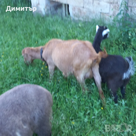 2мъжки агнета и 2овци и3 кози, снимка 9 - Овце - 54420379