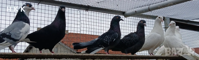 Пазарджишки гълъби , снимка 7 - Гълъби - 54061614