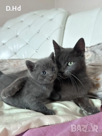 Руски сини котета, снимка 4 - Руска синя котка - 54491344