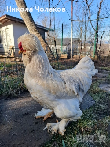 Струмски стандарт яйца 