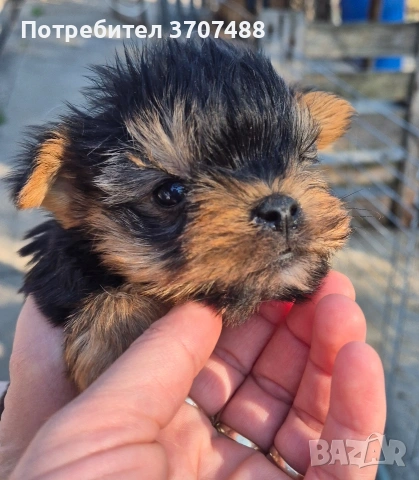 Йоркширски териер , снимка 5 - Други - 54313889