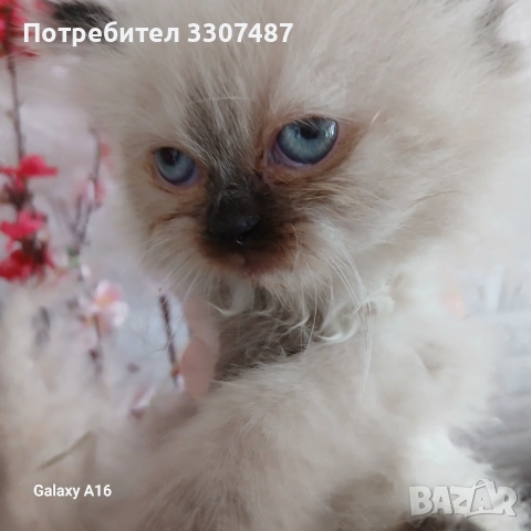 Коте Регдол, снимка 3 - Други - 54607291