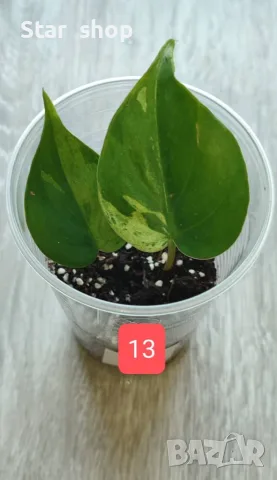 Филодендрон- Philodendron Hederaceum Variegata, снимка 13 - Стайни растения - 55295623