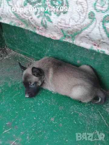 Белгийска овчарка 