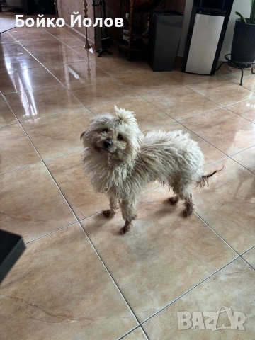 Подарявам пудел, снимка 2 - Пудели - 54295749