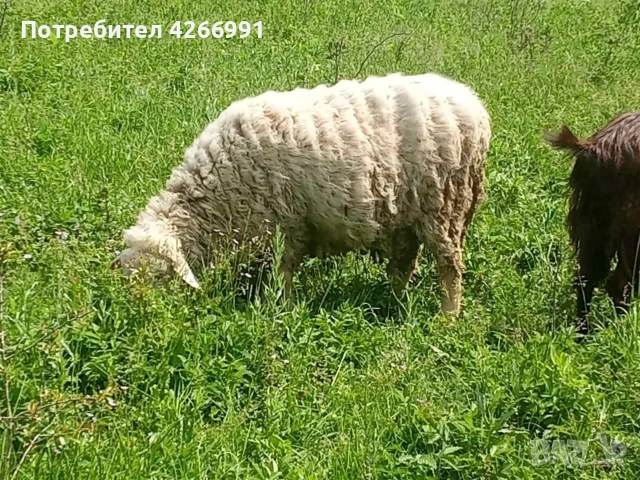 СВОБОДЕН КОЧ., снимка 2 - Овце - 54671253