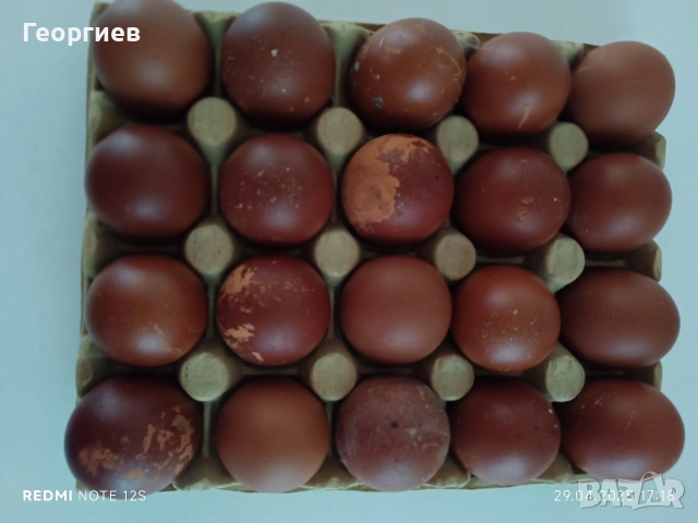 Продавам Разплодни Яйца от син мед Маран
