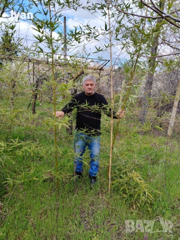 разсад от зелен бамбук