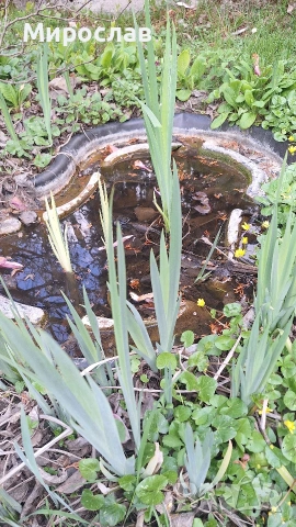 Продавам растения Жълт воден ирис, снимка 2 - Градински цветя и растения - 45382578