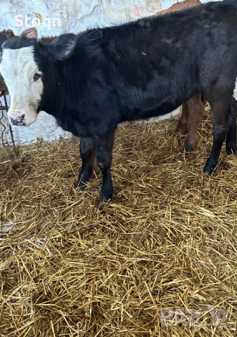 Продавам 6 Телета, снимка 2 - Крави - 54209559