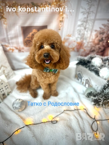 Продавам Той пудел на два месеца, снимка 2 - Пудели - 54274481