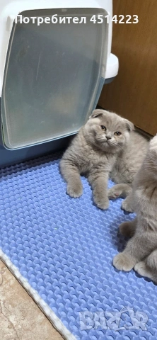 Шотландско клепоухо коте Женско