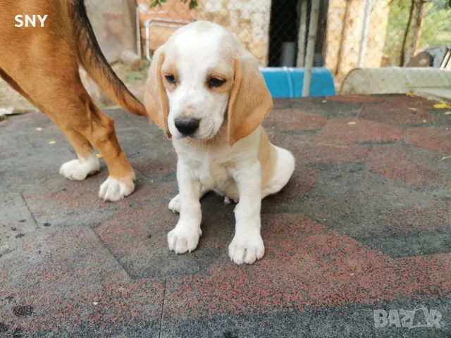 Бигълчета родени юни месец