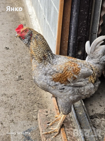 Петли, снимка 10 - Кокошки и пуйки - 52912712