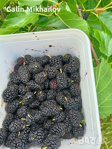 Черници плод , лозови листа , сезонни билки, снимка 2 - Домашни продукти - 54907435