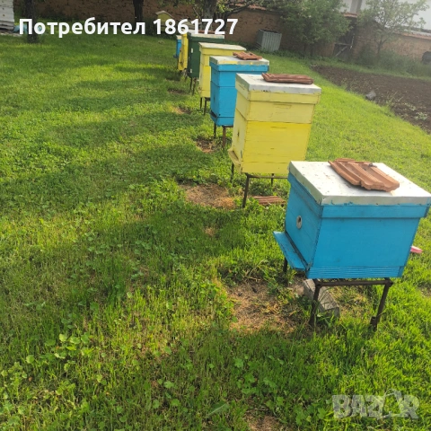 Пчелни семейства и майки 