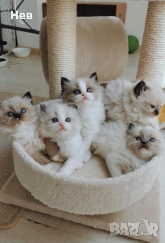 Ragdoll рагдол/регдол  котe / котета