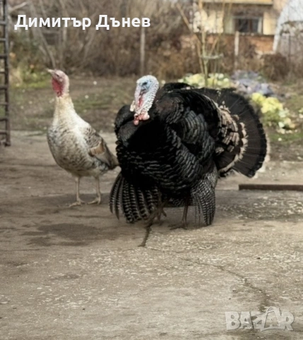 Пуйки