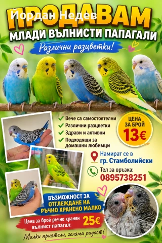 Млади вълнисти папагали 