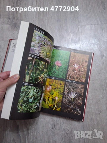Красная книга РСФСР Растения , снимка 9 - Енциклопедии, справочници - 54404039