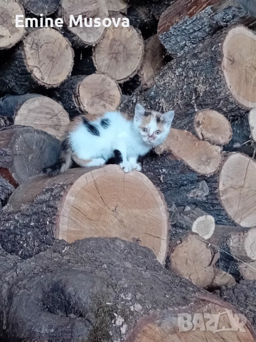 Котенца, снимка 2 - Други - 54802961