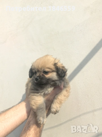 Малки кученца маймунки , снимка 13 - Пекинез - 53931339