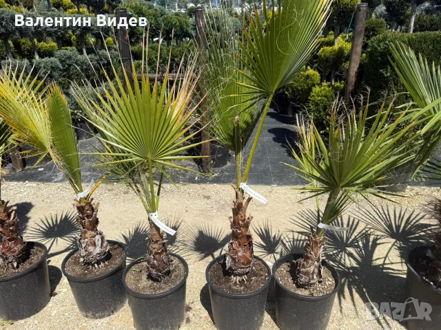 🌴 Палми Вашингтония, Маслини, Мандарини и Туя за продажба 🌿 💰 Отлични цени и налични количества П, снимка 7 - Други - 53854478