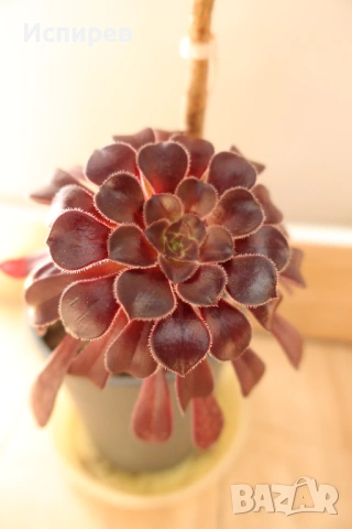 Два броя сукуленти, Седум, Sedum sp. за 3 евро !, снимка 3 - Стайни растения - 54917261