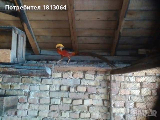 златни фазани , снимка 4 - Кокошки и пуйки - 50897462