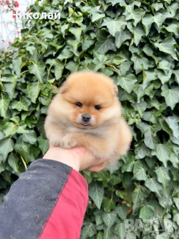 Померан мини момиче. Померанче, снимка 6 - Померан - 53971092