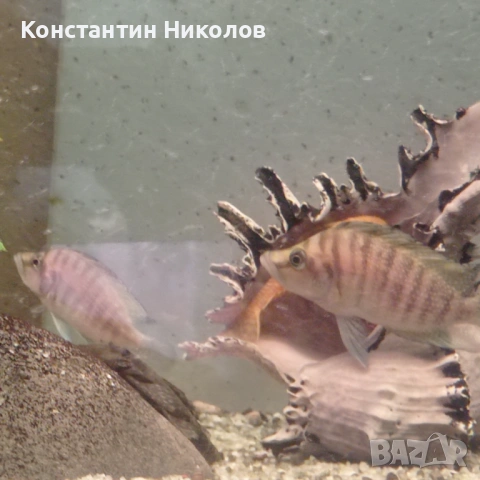 Calvus yellow, снимка 5 - Аквариуми - 54885922
