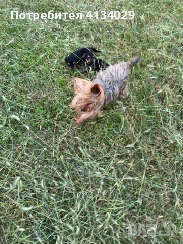  Мъжко и женско  Йорки  обезпаразитени и ваксинирани, снимка 8 - Йоркширски териер - 53228272